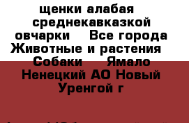 щенки алабая ( среднекавказкой овчарки) - Все города Животные и растения » Собаки   . Ямало-Ненецкий АО,Новый Уренгой г.